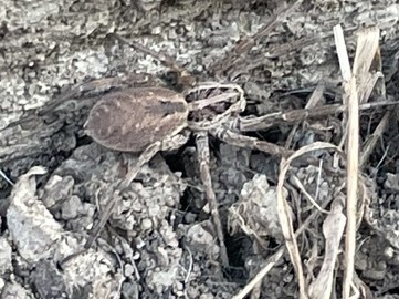 Radiated Wolf Spider