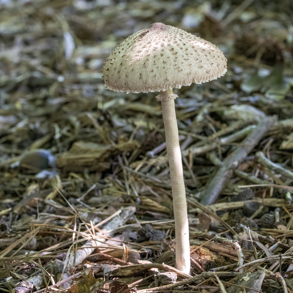 Macrolepiota macilenta · August 2026 · photo: Photo: (c) Dan Vickers, some rights reserved (CC BY) · iNaturalist