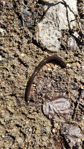 European Medicinal Leech