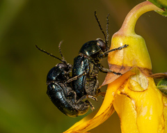 Cryptocephalus violaceus