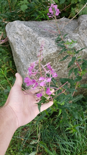 fireweed