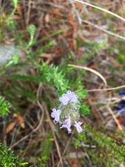 Piloblephis rigida, photograph author not stated, no rights reserved