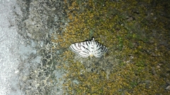 Conchylodes ovulalis