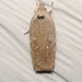 Clemens' Agonopterix - Photo (c) Royal Tyler, some rights reserved (CC BY-NC-SA), uploaded by Royal Tyler