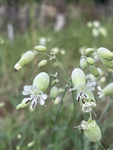 bladder campion