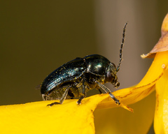 Cryptocephalus violaceus