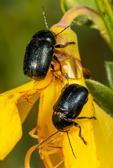 Cryptocephalus violaceus