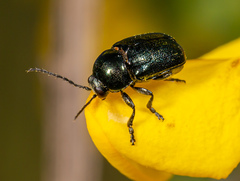 Cryptocephalus violaceus