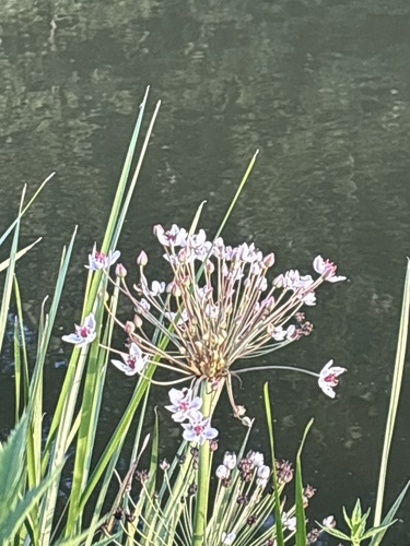 Flowering-rush