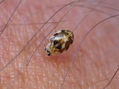 iNaturalist observation photo of Twenty-spotted Lady Beetle
