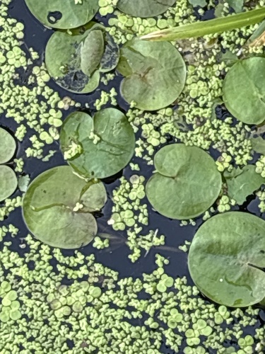 European Frog-bit