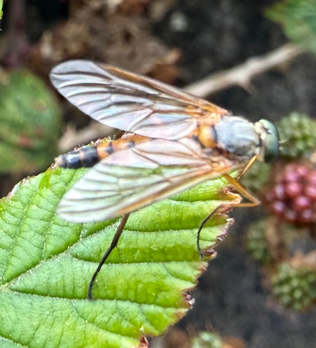 Marsh Snipe Fly