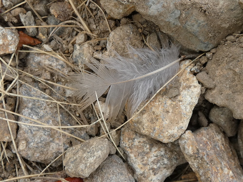 Plume de Perdrix bartavelle