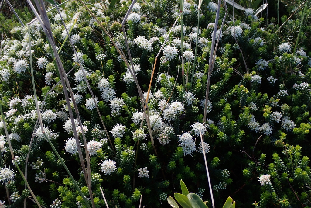Agathosma apiculata; photograph (c) Karen Eichholz, some rights reserved (CC BY)