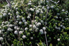 Agathosma apiculata