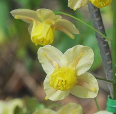 Epimedium × versicolor