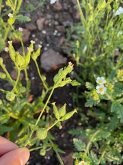 Silene multinervia