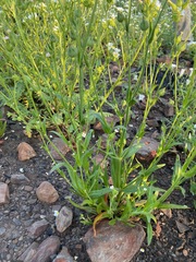 Silene multinervia