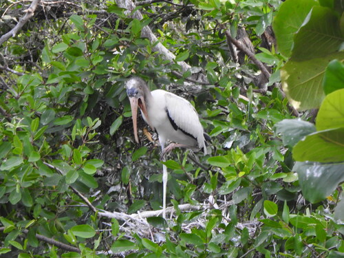 Wood Stork (Mycteria americana)