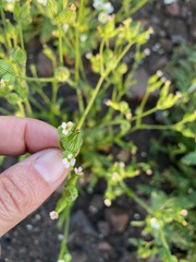 Silene multinervia