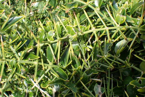 Azima tetracantha, photograph 6