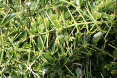 Azima tetracantha, photograph (c) Karen Eichholz, some rights reserved (CC BY)