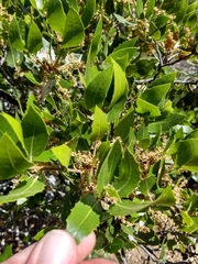 Quercus wislizeni frutescens