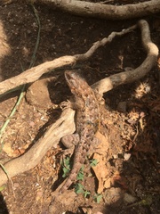 Sceloporus spinosus