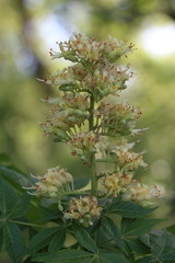 Aesculus glabra arguta