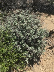Eriogonum giganteum