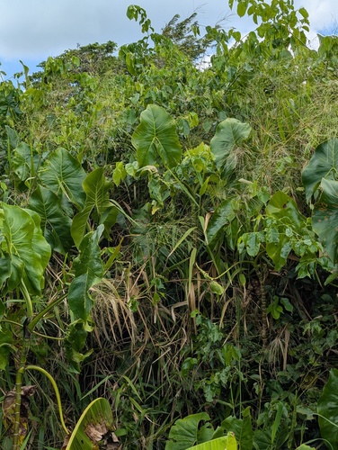 Dalbergia ovalis, 2026-08-07