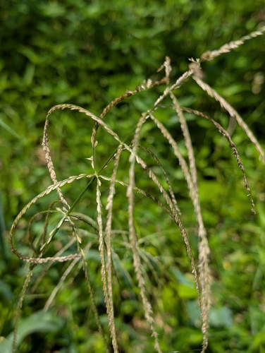 Leptochloa virgata observed 2026-08-07