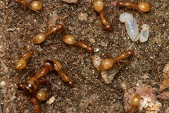 Camponotus festinatus