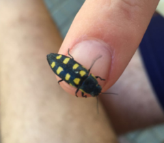 Buprestis octoguttata
