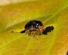 Cryptocephalus flavipes