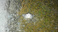 Conchylodes ovulalis