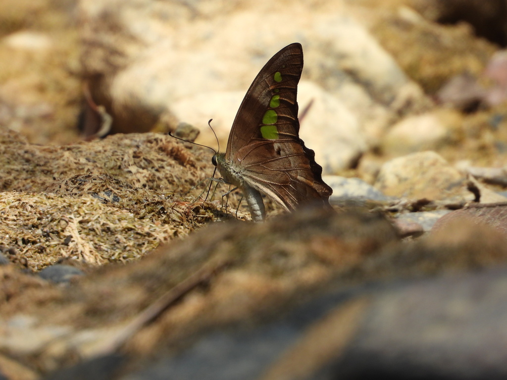 Malayan Yellowbottle (Graphium empedovana)