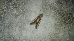 Euscirrhopterus poeyi