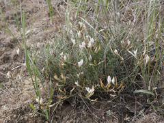 Astragalus ucrainicus