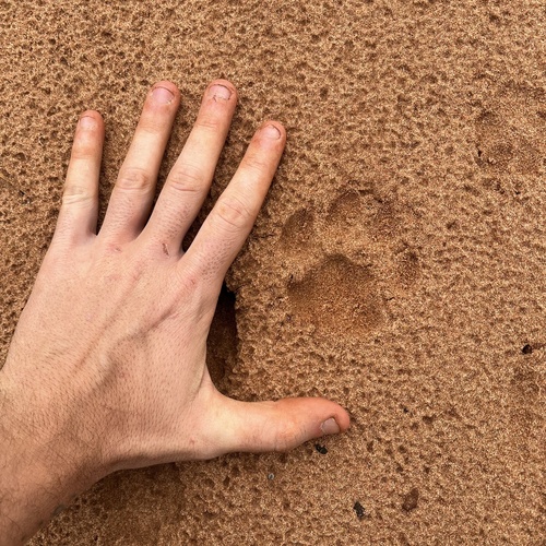 Mountain Lion