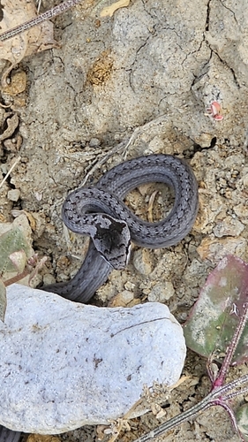 Smooth Snake