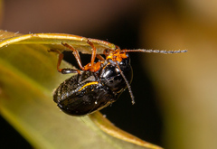 Cryptocephalus flavipes