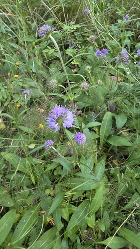 Devil's-bit Scabious