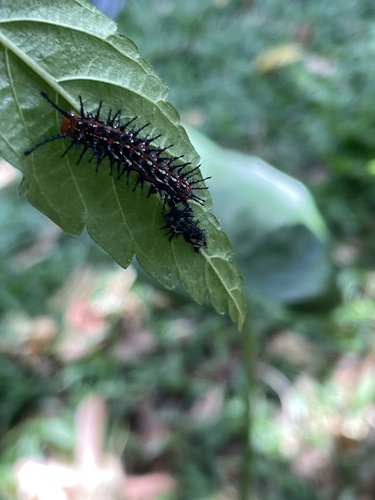 Euptoieta hegesia meridiania