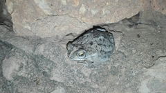 Rhinella humboldti