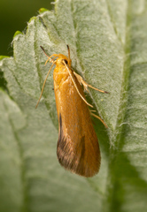 Crassa tinctella