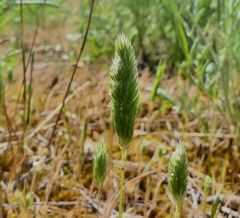 Phleum arenarium