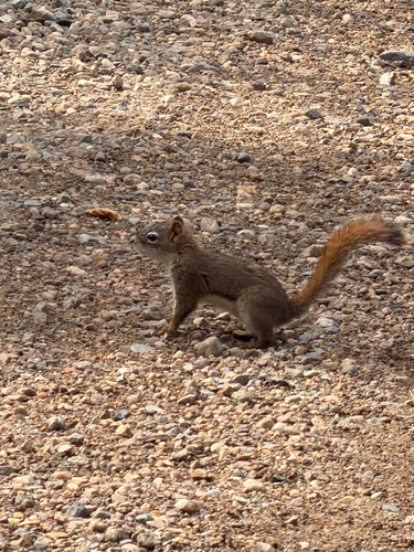 American Red Squirrel
