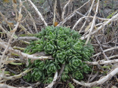 Sedum ebracteatum