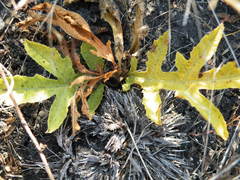 Jatropha schlechteri